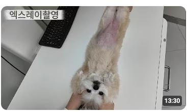 엑스레이촬영 - 강아지 동물병원 브이로그 썸네일