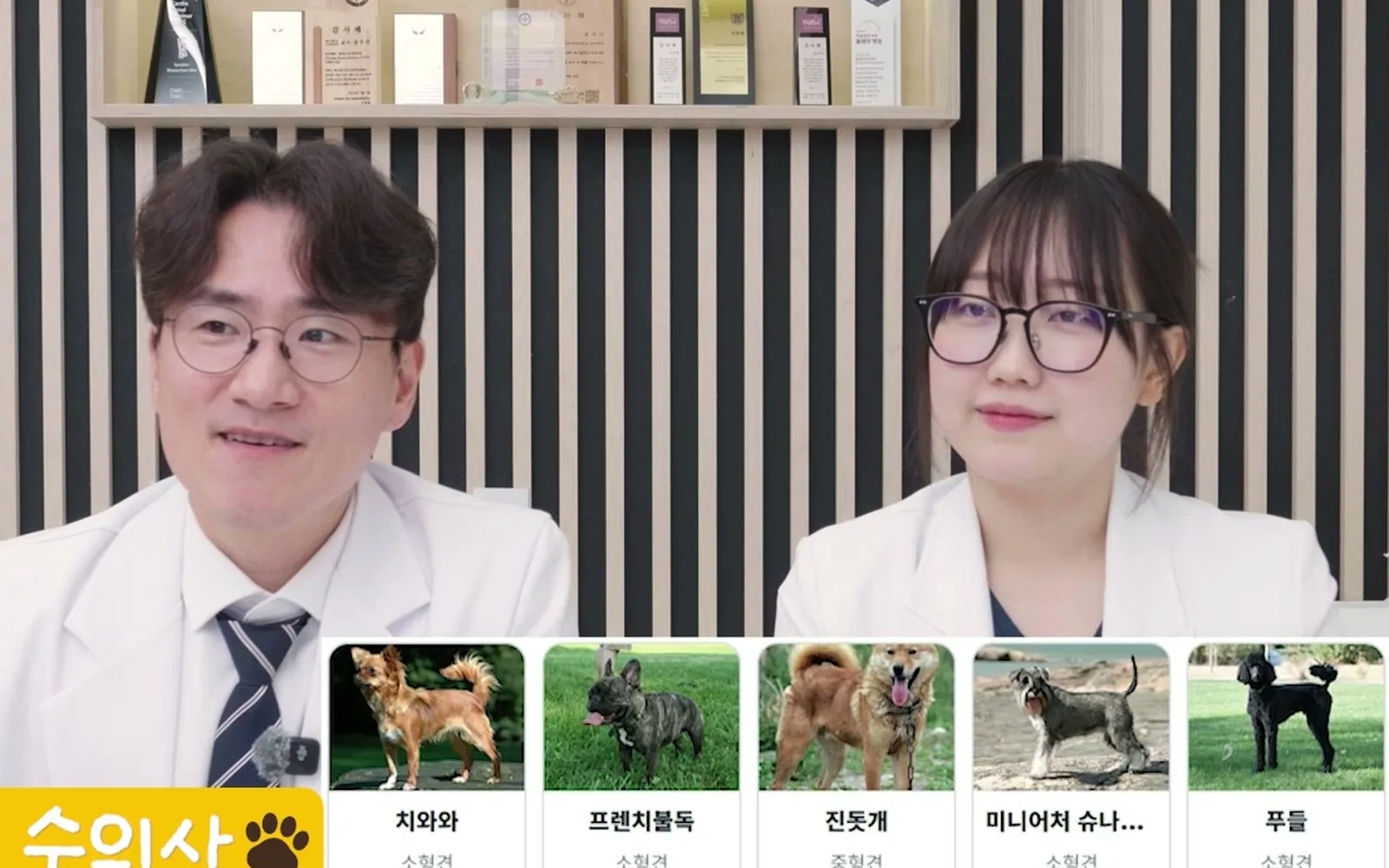 천사견 시츄, 아파도 티 안 내서 병 키운다