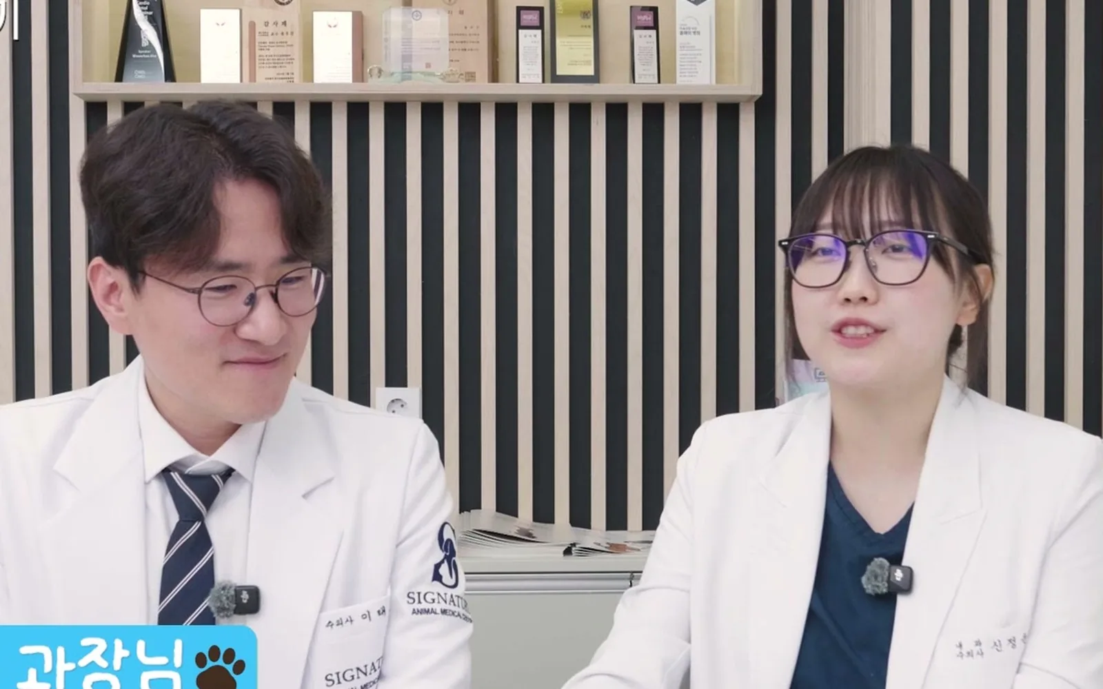 천사견 시츄, 아파도 티 안 내서 병 키운다