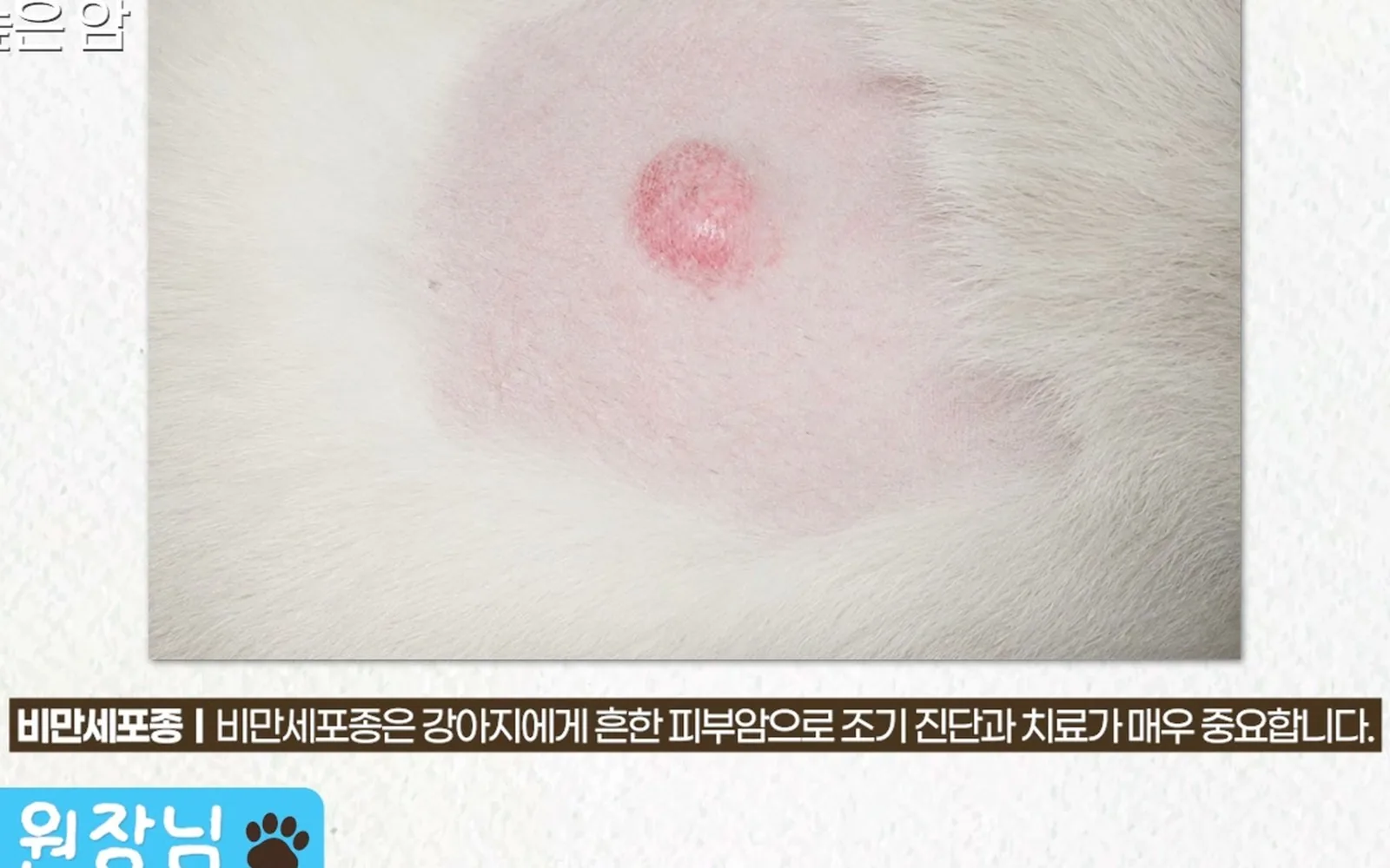 강아지 항암치료, 고통스러운 시간만 늘어나는 걸까