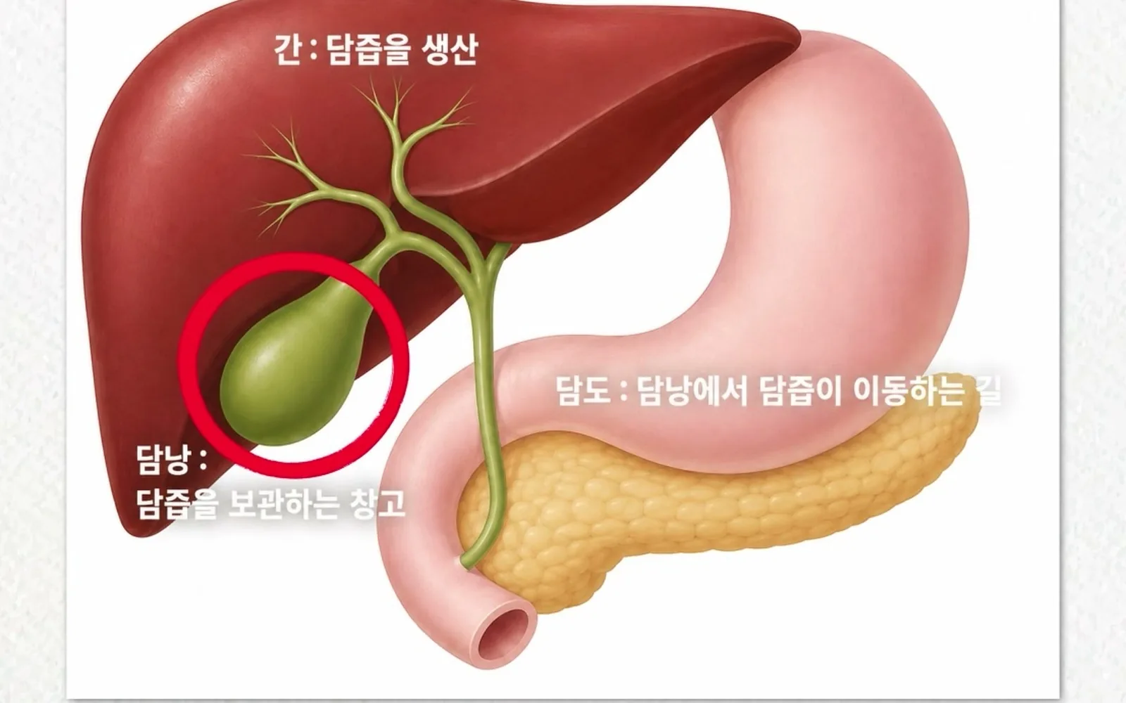 강아지 담낭에 낀 찌꺼기, 무조건 수술해야 하나