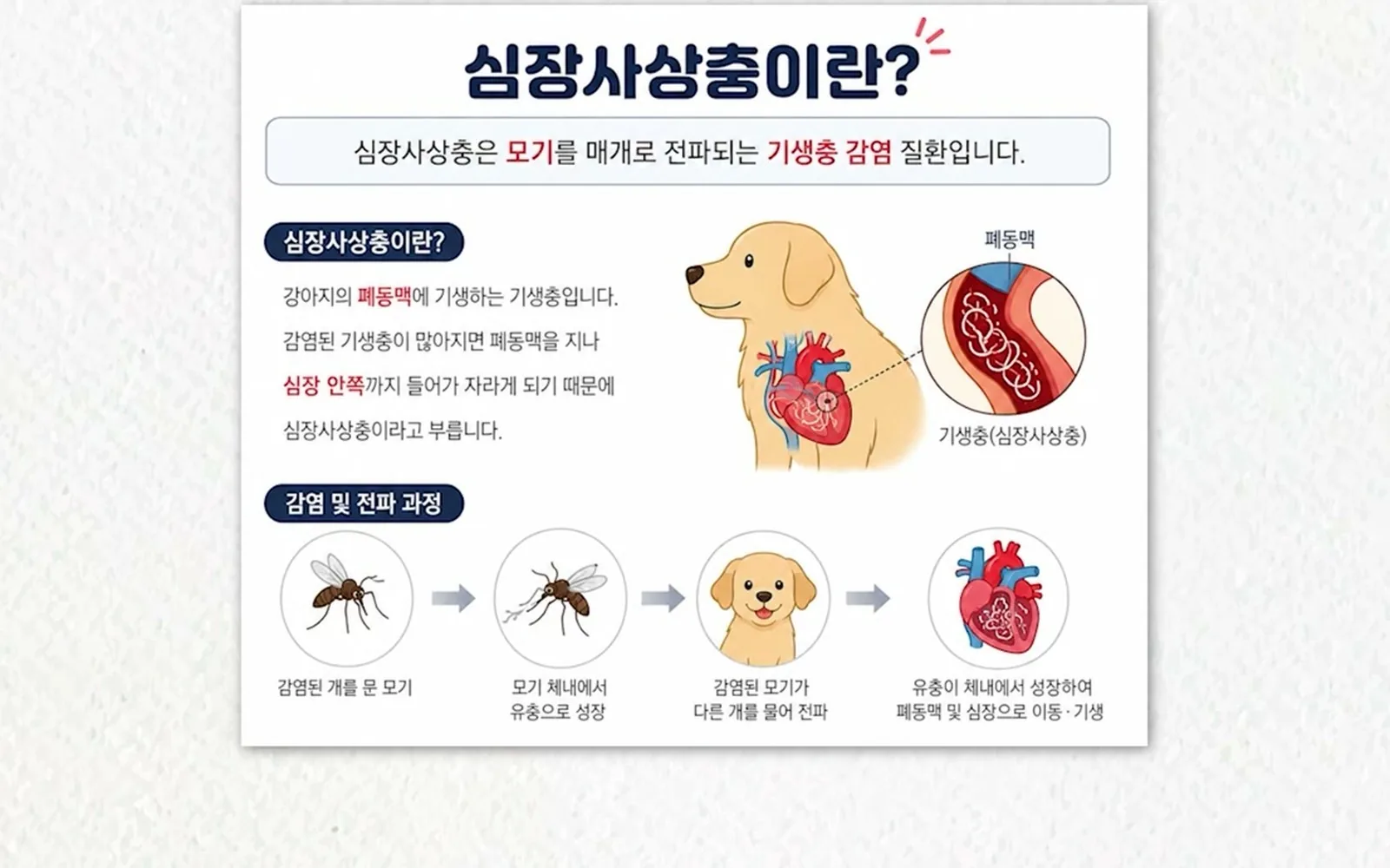 매달 약 먹인 강아지, 심장사상충 걸리는 이유