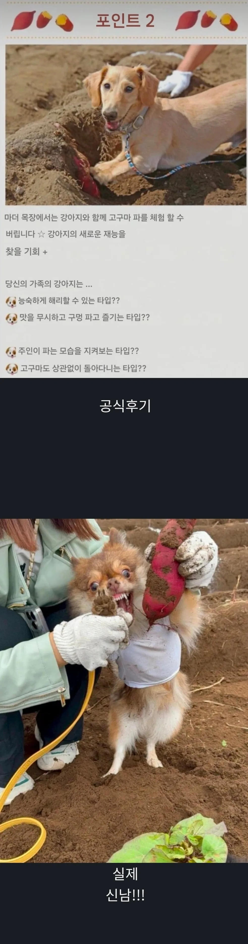 원문 짤