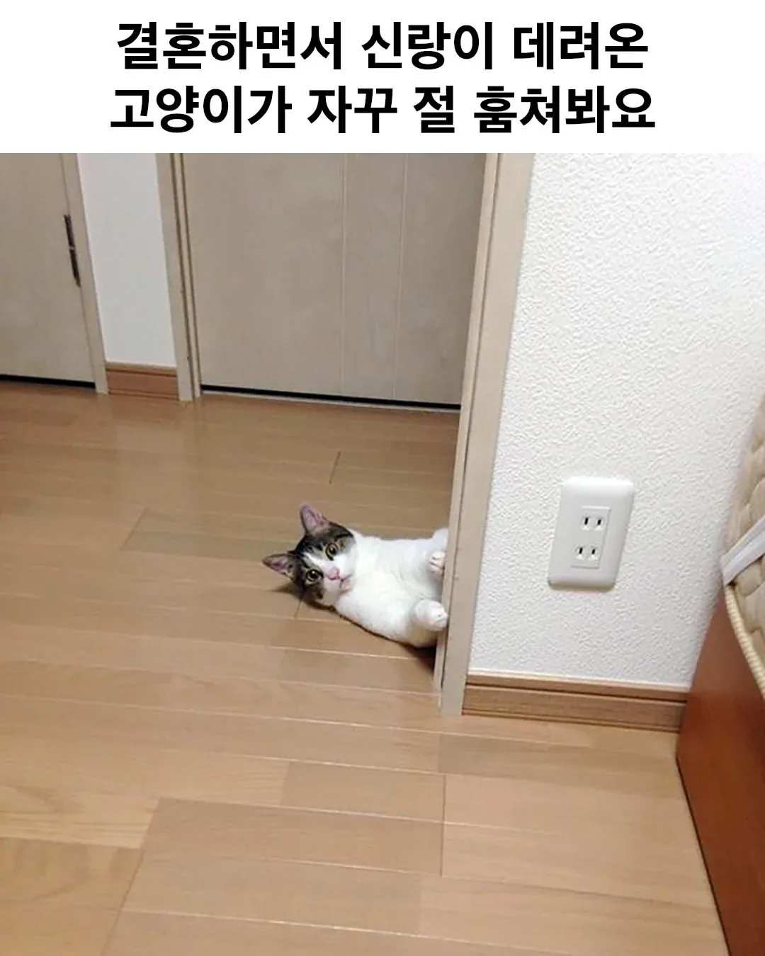 원문 짤