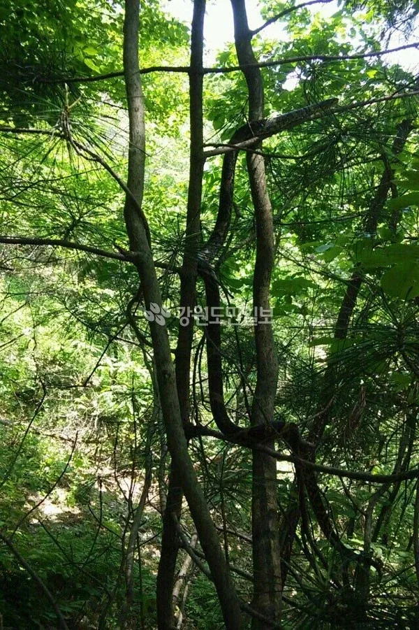 원문 짤