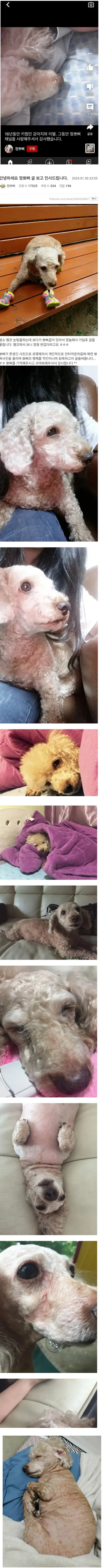 원문 짤