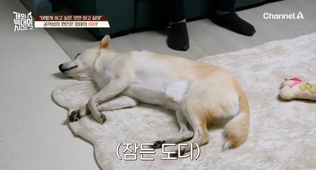 원문 짤