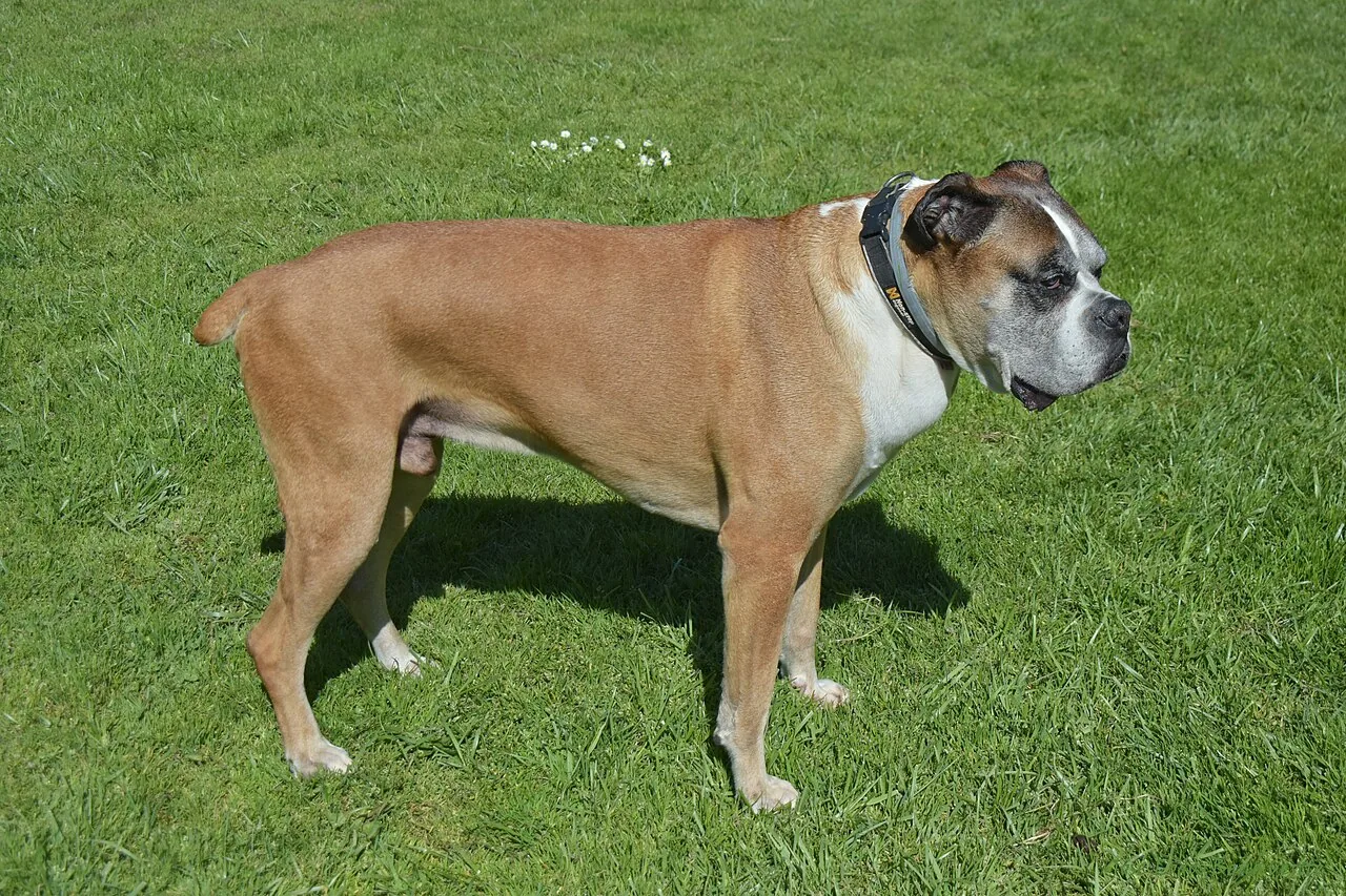 Boxer dog posing on the grass